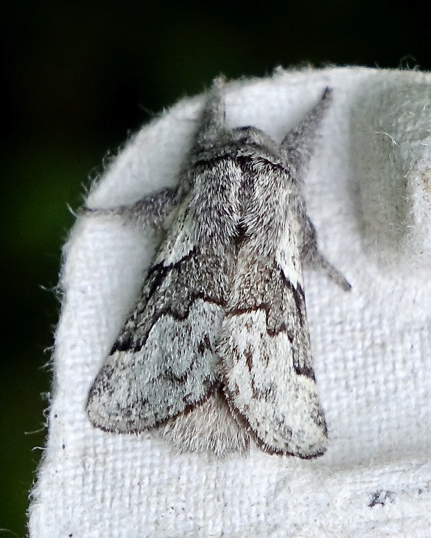 pale eggar